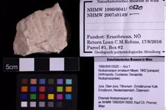 Foto (Objekt + Etiketten) von Nodoprosopon ornataum (Meyer, 1842) (NHMW-GEO-1990-0041-0520)